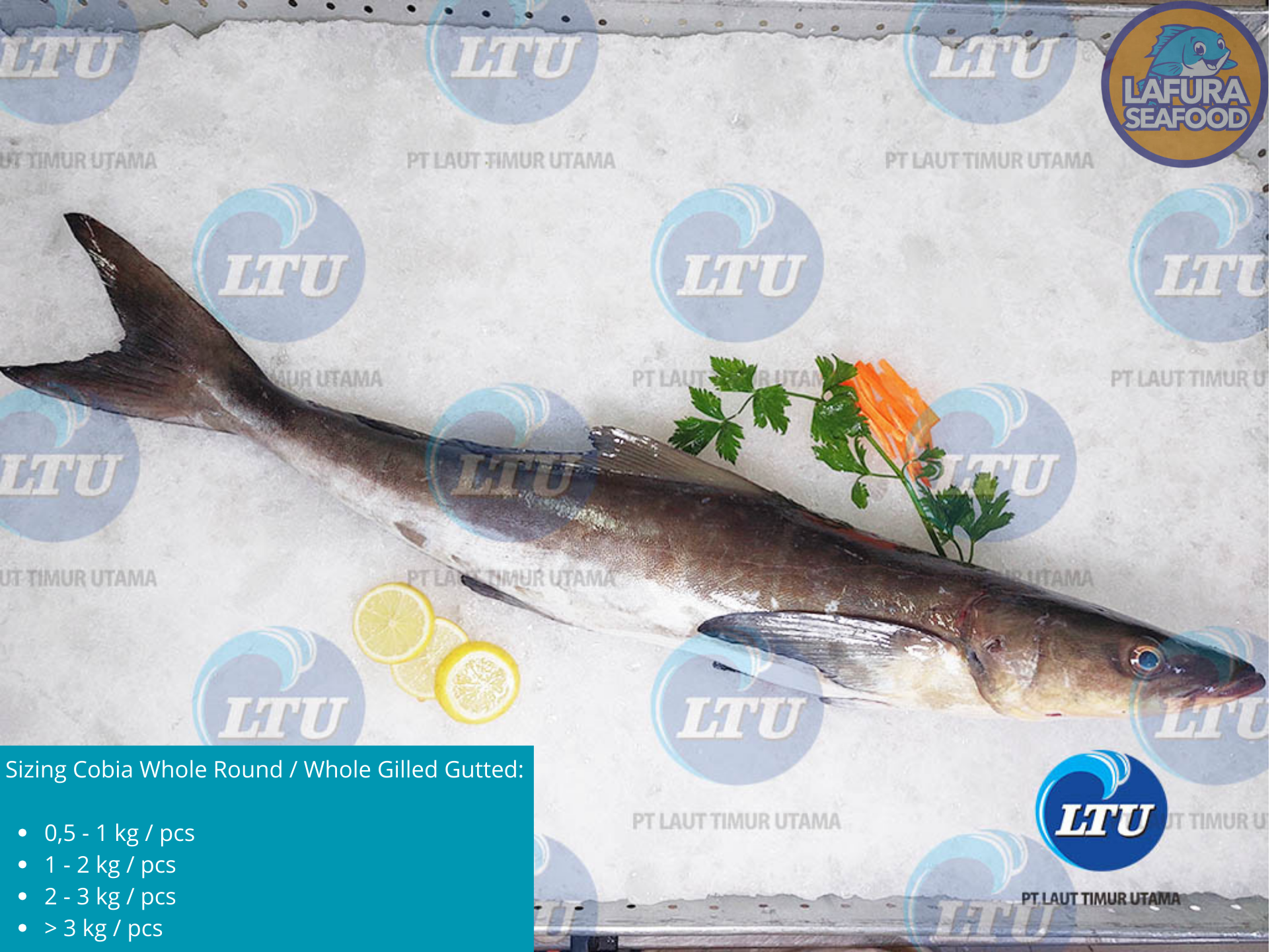 Cobia Whole Round / Whole Gilled Gutted